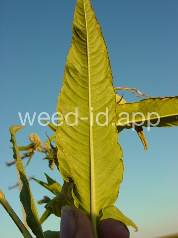 smartweed, pale